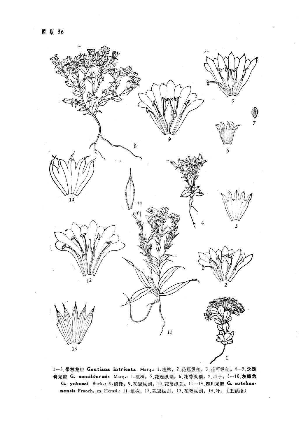  p>四川龙胆(学名: i>gentiana sutchuenensis /i> franch. ex hemsl.