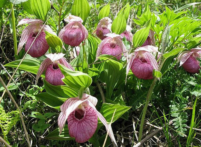  p>毛杓兰(学名: i>cypripedium franchetii /i>  e. h.