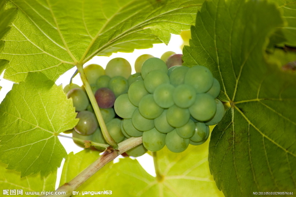  p>红香蜜葡萄是日本最新培育的欧美杂交 a target="_blank" href="