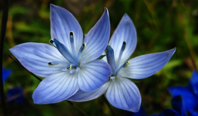  p>肋柱花属( a target="_blank" href="/item/学名/8074290" data