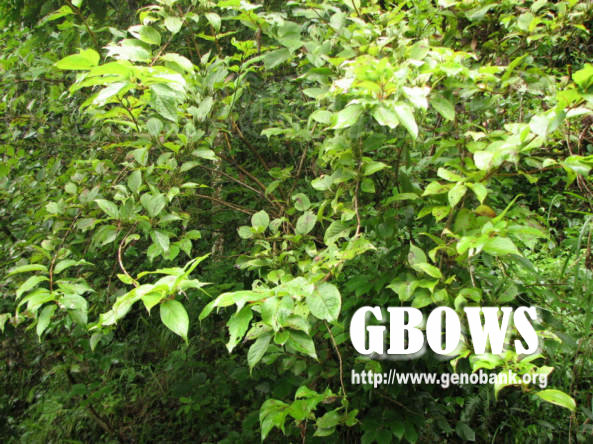 半边灵 全网资源