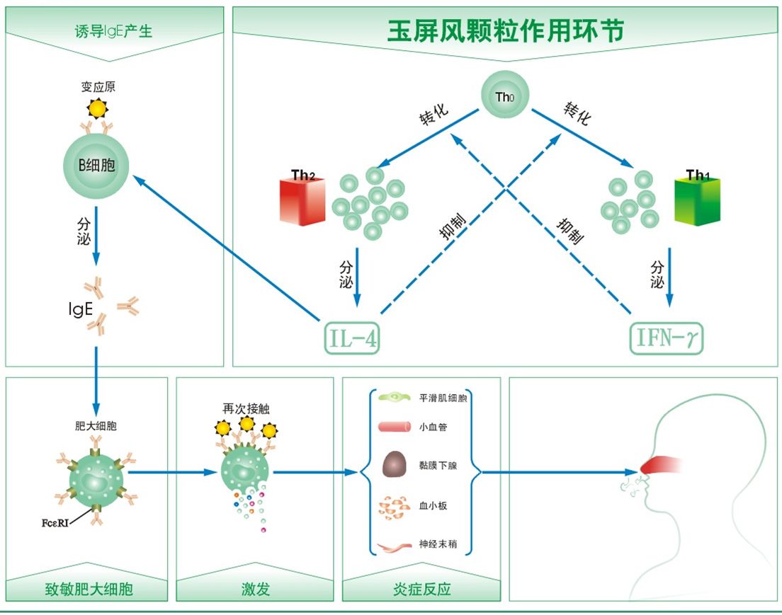 中药免疫调节剂