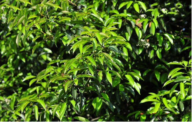  p>桃叶石楠(拉丁名: i>photinia prunifolia /i> (hook. et arn.