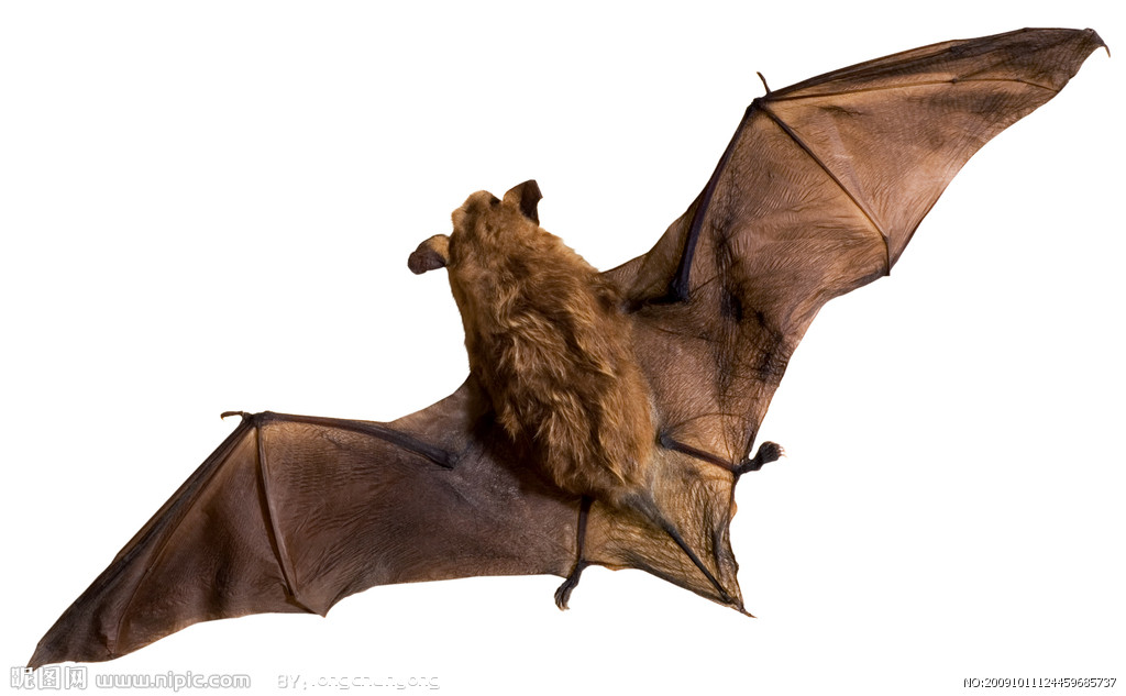  p>小蝙蝠亚目(microchiroptera;英文名:insect-eating bats)是 a