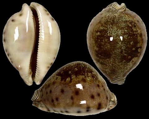  p>王子宝螺(学名:leporicypraea valentia valentia)是腹足纲宝螺科