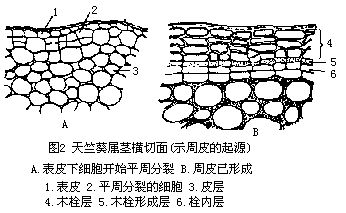  p>保护组织(protective tissue)是覆盖在植物体表面起保护作用的 a