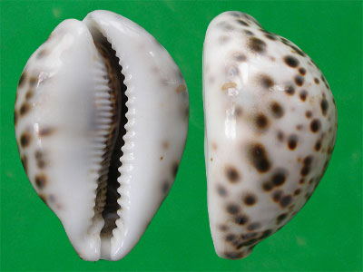 cypraea tigris