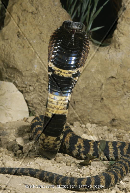  p>唾蛇(学名:hemachatus haemachatus)是蛇亚目眼镜蛇科下一个有毒的