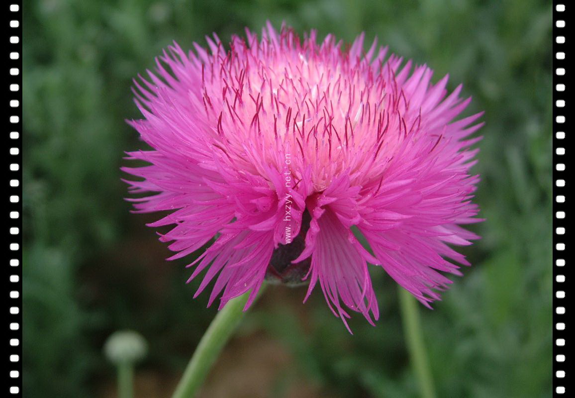 属 a target="_blank" href="/item/一年生草花">一年生草花 /a>,叶