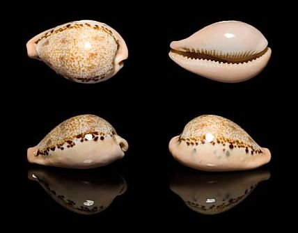  p>玉女宝螺(学名:austrasiatica hungerfordi hungerfordi)是 a href