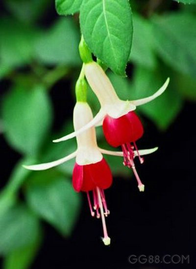  p>倒挂金钟属( a target="_blank" href="/item/拉丁名">拉丁名 /a>