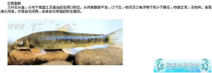 p>云南鲤,学名: i>cyprinus yunnanensis  /i>(t. l.