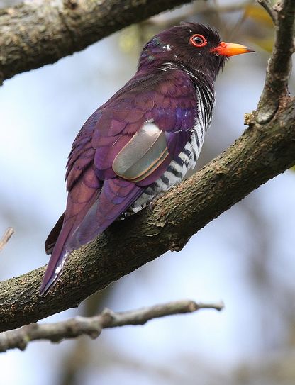  p>紫金鹃(学名: i>chrysococcyx xanthorhynchus /i>)是一种羽色艳丽