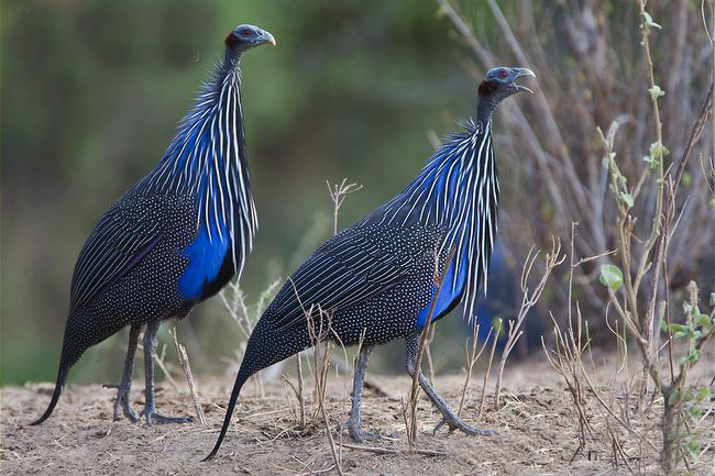 vulturine guineafowl