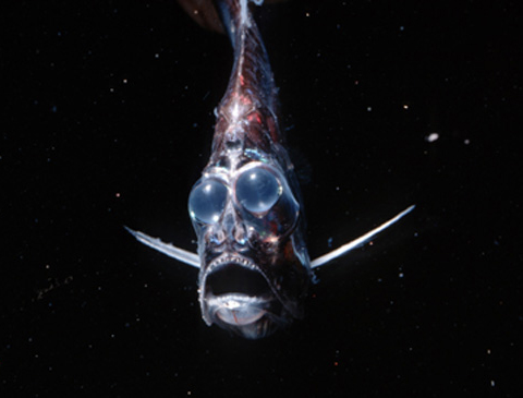 hatchetfish