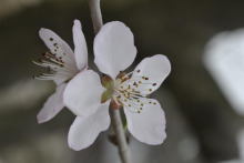胡桃花 胡桃科植物 百度百科