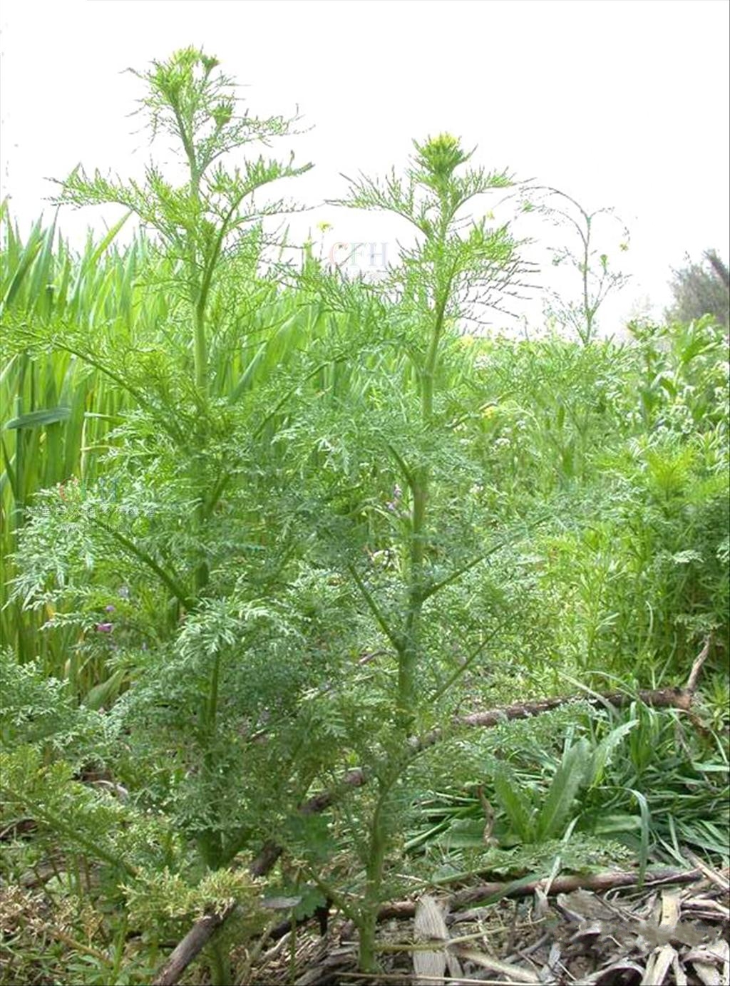  p>播娘蒿 i>(descurainia sophia  /i>(l.)webb.