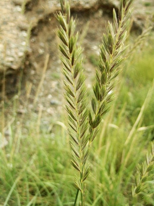  p>毛穗赖草(学名: i>leymus paboanus /i> (claus) pilger)为禾本科