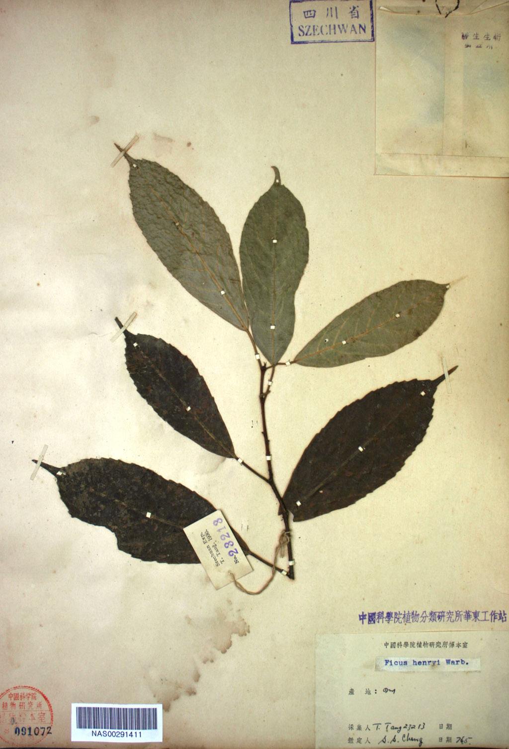  p>尖叶榕(学名: i>ficus henryi /i>)为桑科榕属下的一个种.