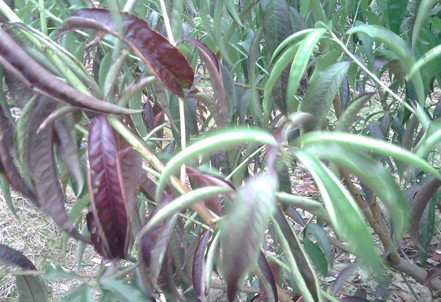  p>桃树缺硼症是一种植物病症,土壤 a href="#" data-lemmaid="842436