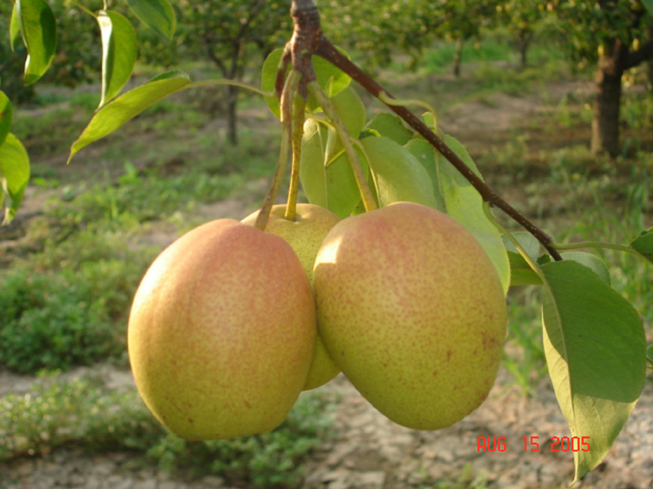  p>红香蜜葡萄是日本最新培育的欧美杂交 a target="_blank" href="