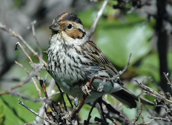  p>小鹀(学名: i>emberiza pusilla /i>),是鹀科鹀属的一种动物.