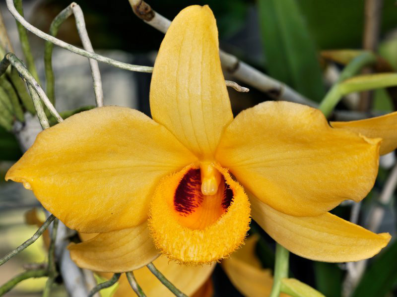  p>杓唇石斛(学名: i>dendrobium moschatum /i>  (buch.-ham.) sw.