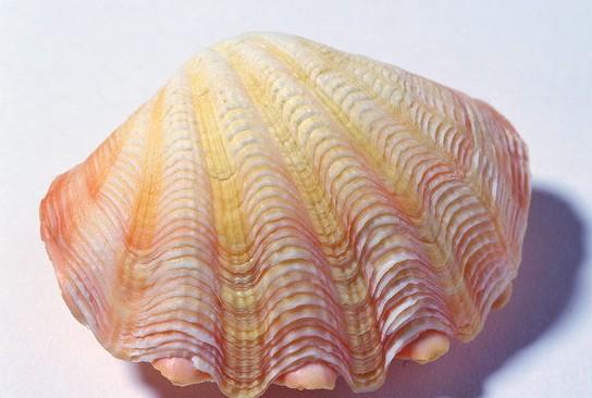  p>壳很长,很薄,靠近前部的地方长着口.铰链是直的,韧带很短.