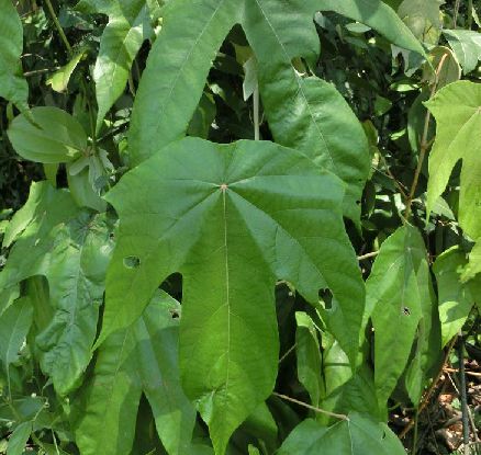  p>翻白叶树(学名: i>pterospermum heterophyllum /i> hance)是梧桐