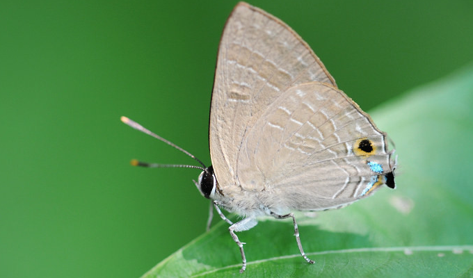  p>灰蝶科是蝴蝶 a target="_blank" href="/item/凤蝶/4479513" data