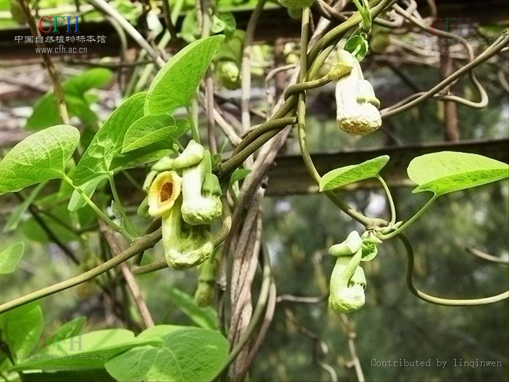 是马兜铃科马兜铃属植物,直立 a target="_blank" href="/item/亚