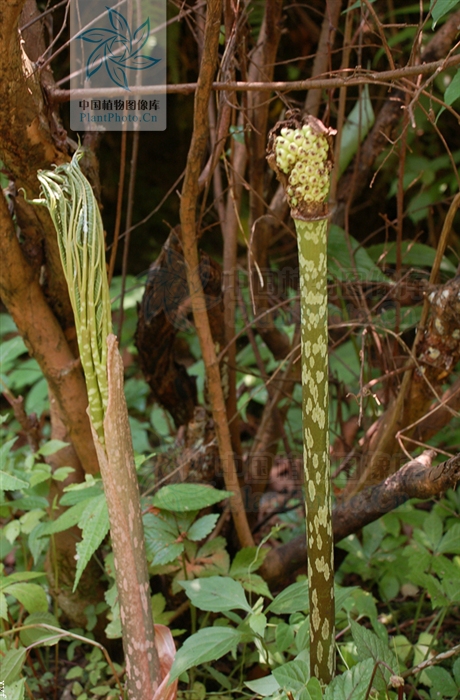 科/6721720" data-lemmaid="6721720">天南星科 /a>魔芋属的植物,是