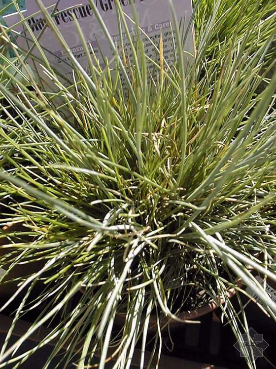  p>蛊羊茅(学名:festuca fascinata keng ex s. l.