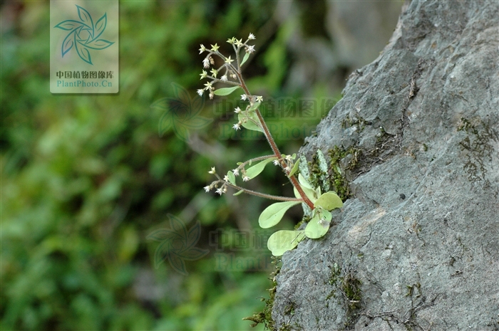  p>大叶火焰草(sedum drymarioides hance)是属于 a target="_blank"