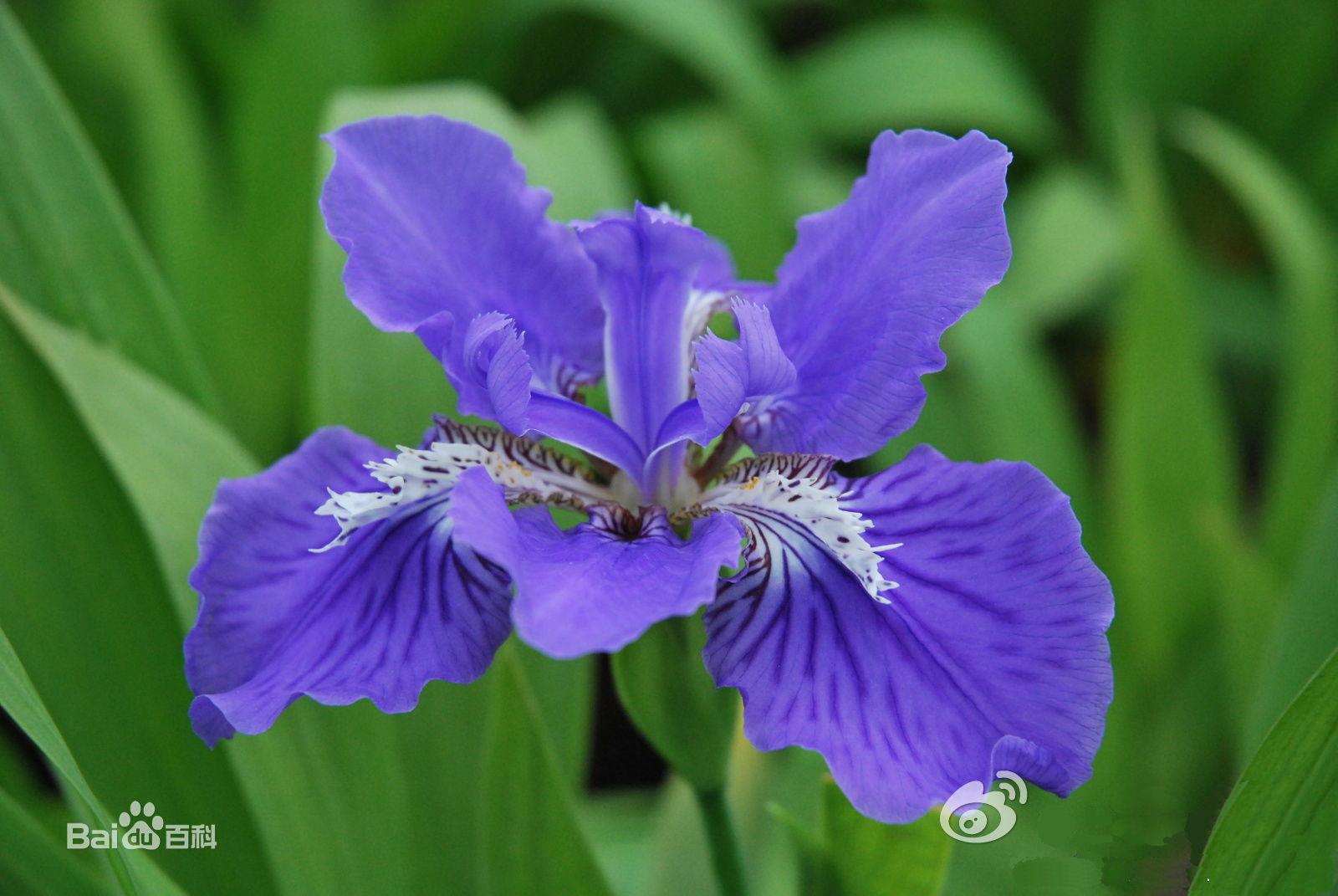  p>鸢尾属(拉丁学名:iris l.