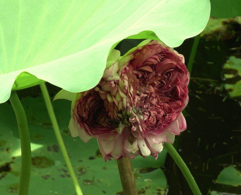 并蒂莲花