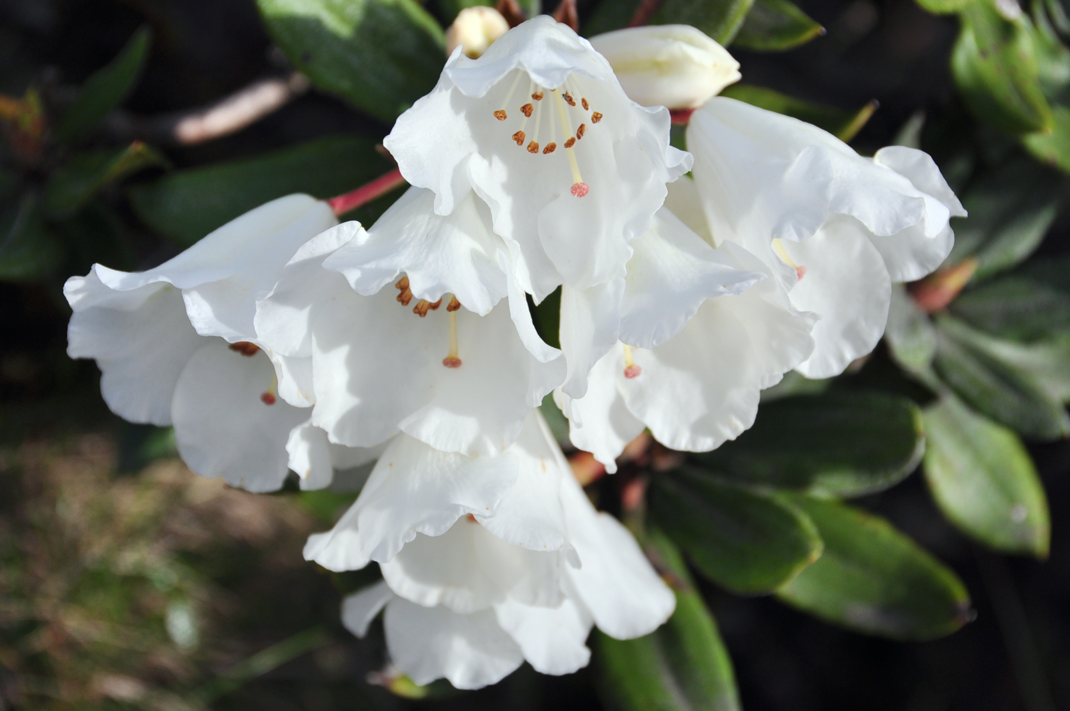  p>玉山杜鹃(学名: i>rhododendron morii /i> hayata):常绿灌木或小