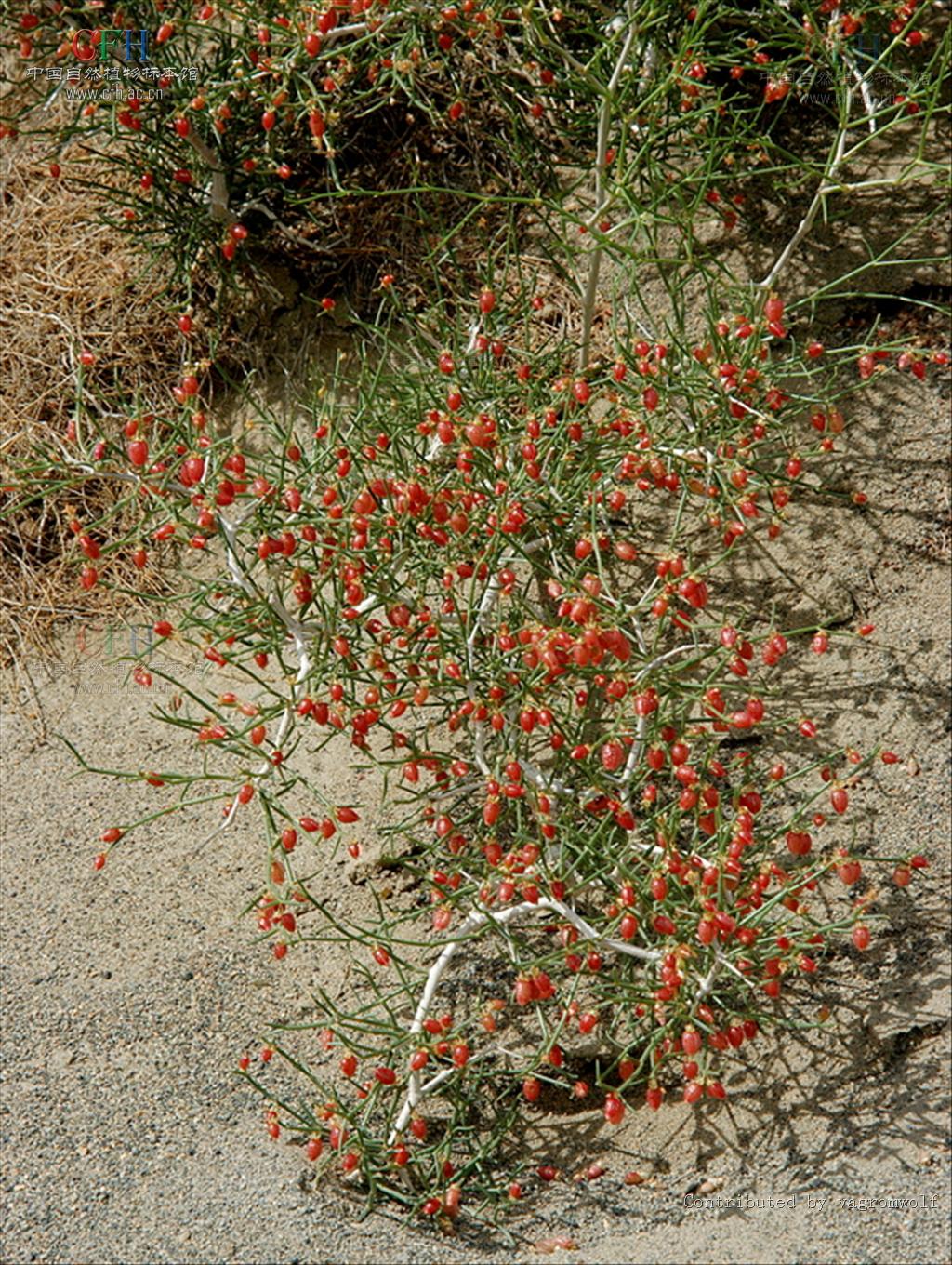  p>沙生植被是在松散沙土上,由具有特殊适应能力的沙生植物所构成的
