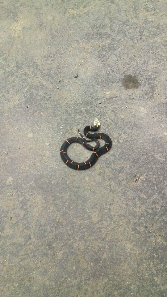  p>白头蝰(学名: i>azemiops feae /i>)是中国27种毒蛇之一,又名白头