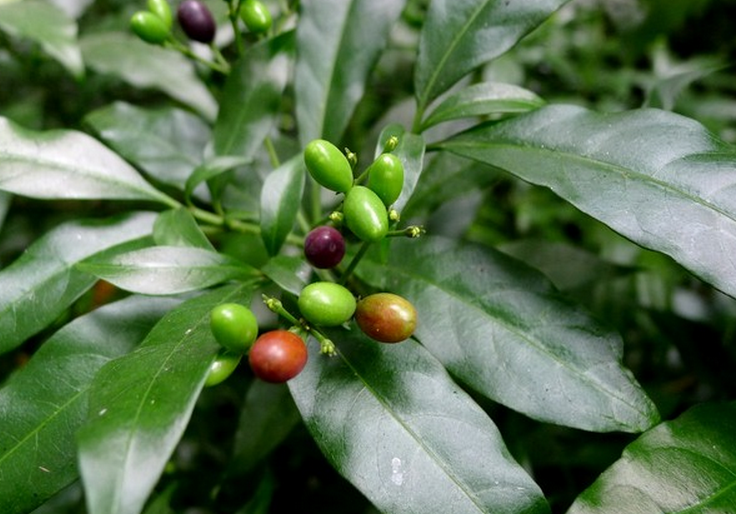 夹竹桃科萝芙木属灌木.