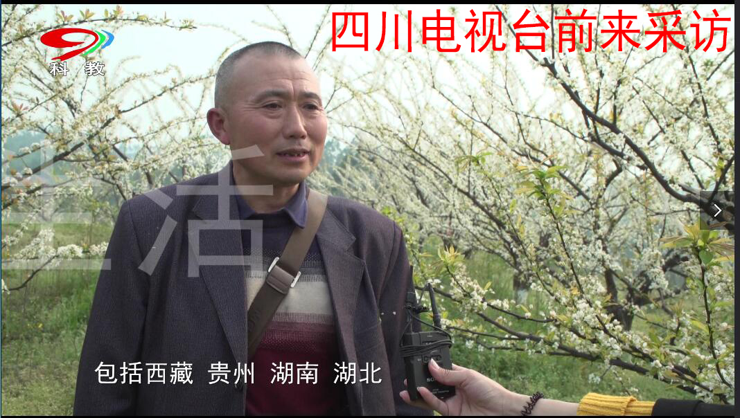 洪雅县付成德果树苗种植场