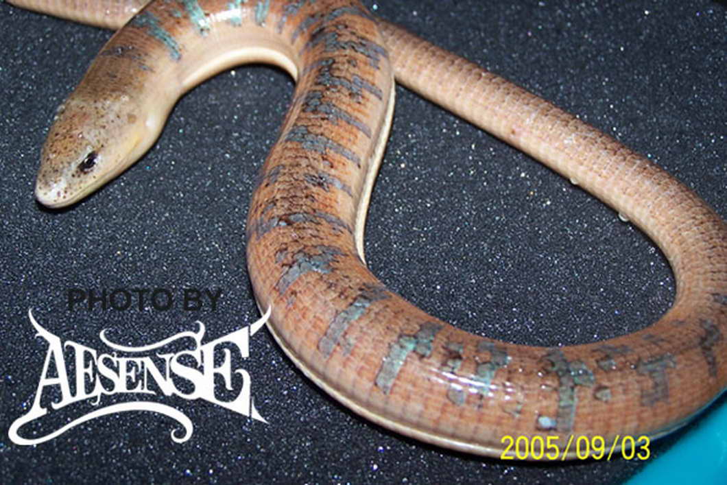  p>海南脆蛇蜥物种已被列入中国国家林业局2000年8