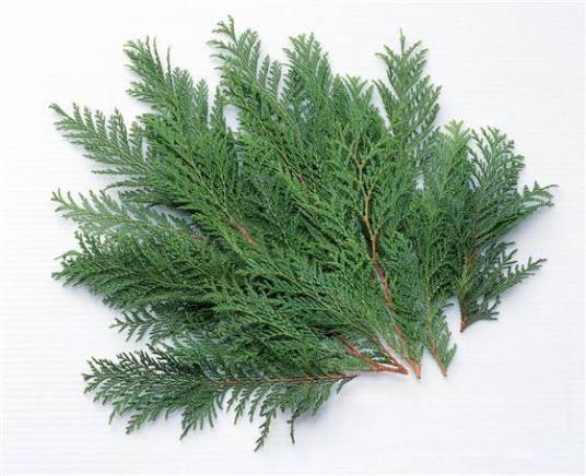 柏叶（植物柏树叶子）_百度百科