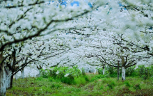 庙安李花