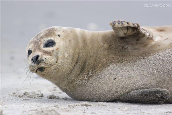  p>海豹是对 a href="#">鳍足亚目 /a>种 a href="#">海豹科 /a>动物