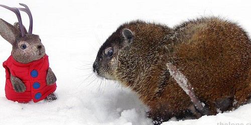  p data-id="gnyxkwxi2x">土拨鼠节(groundhog day),即公历2月2日,是