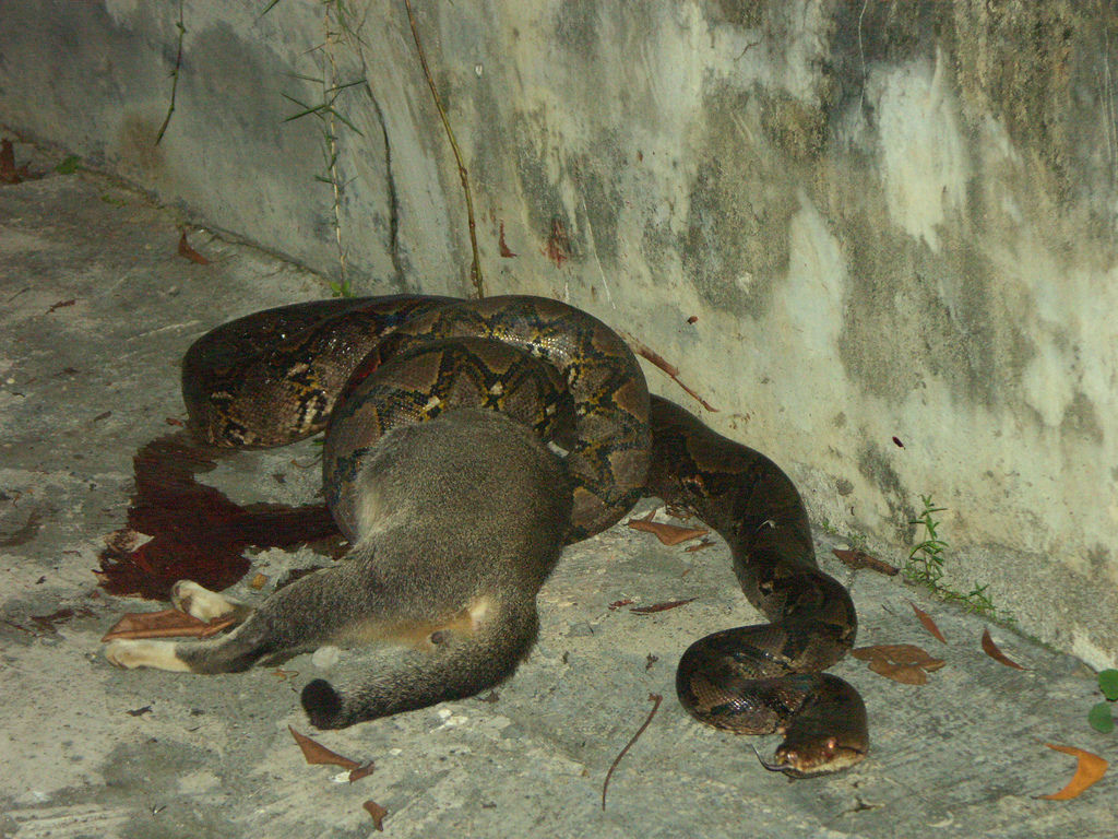  p>网纹蟒(拉丁文名:reticulated python)又称为 a target="_blank"