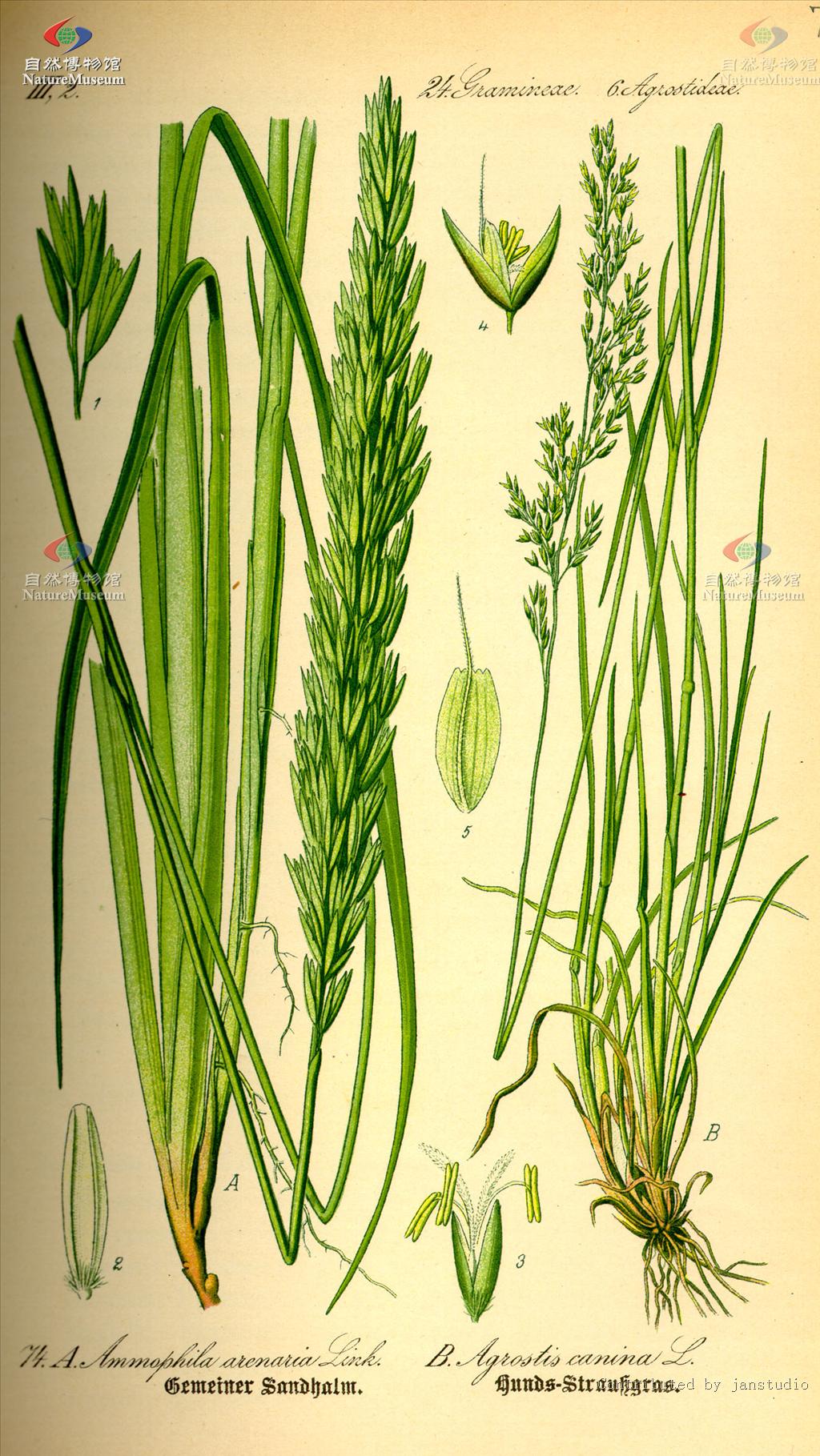 p>普通剪股颖(学名: i>agrostis canina /i> l.