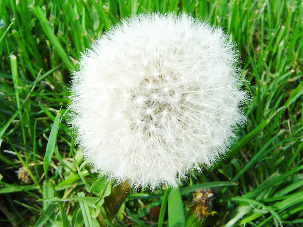  p>蒲公英属(学名: i>taraxacum /i> f. h. wigg.