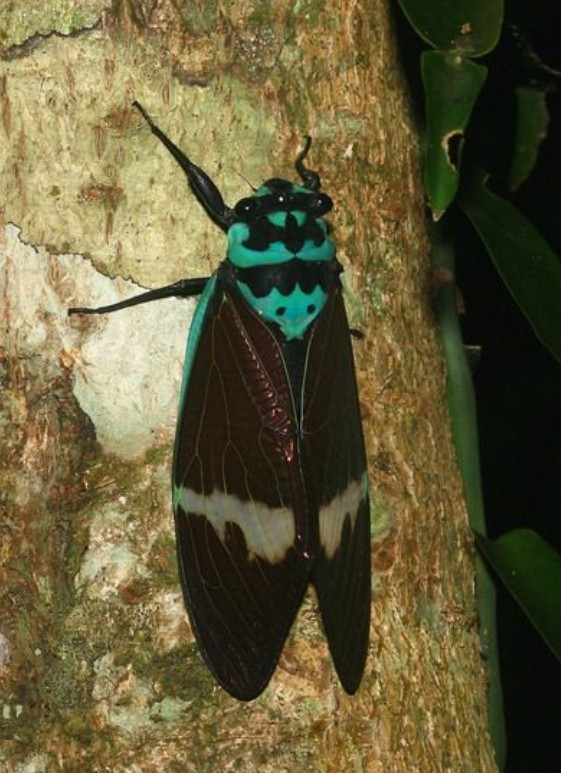  p>黑丽宝岛蝉是 a target="_blank" href="/item/同翅目/4068751"